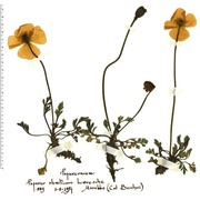 papaver aurantiacum loisel.