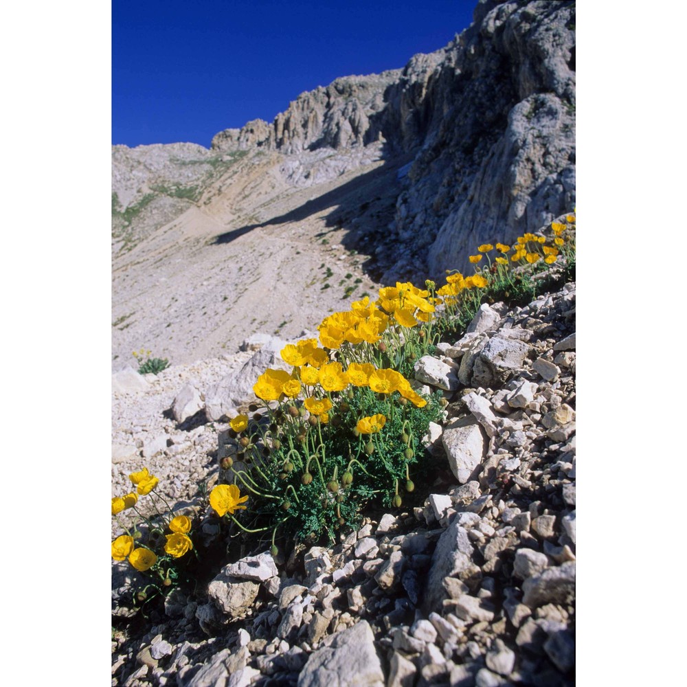 papaver degenii (urum. et jáv.) kuzm.