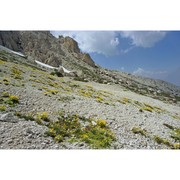 papaver degenii (urum. et jáv.) kuzm.