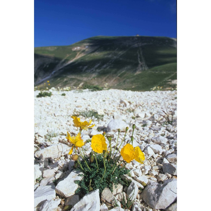 papaver degenii (urum. et jáv.) kuzm.