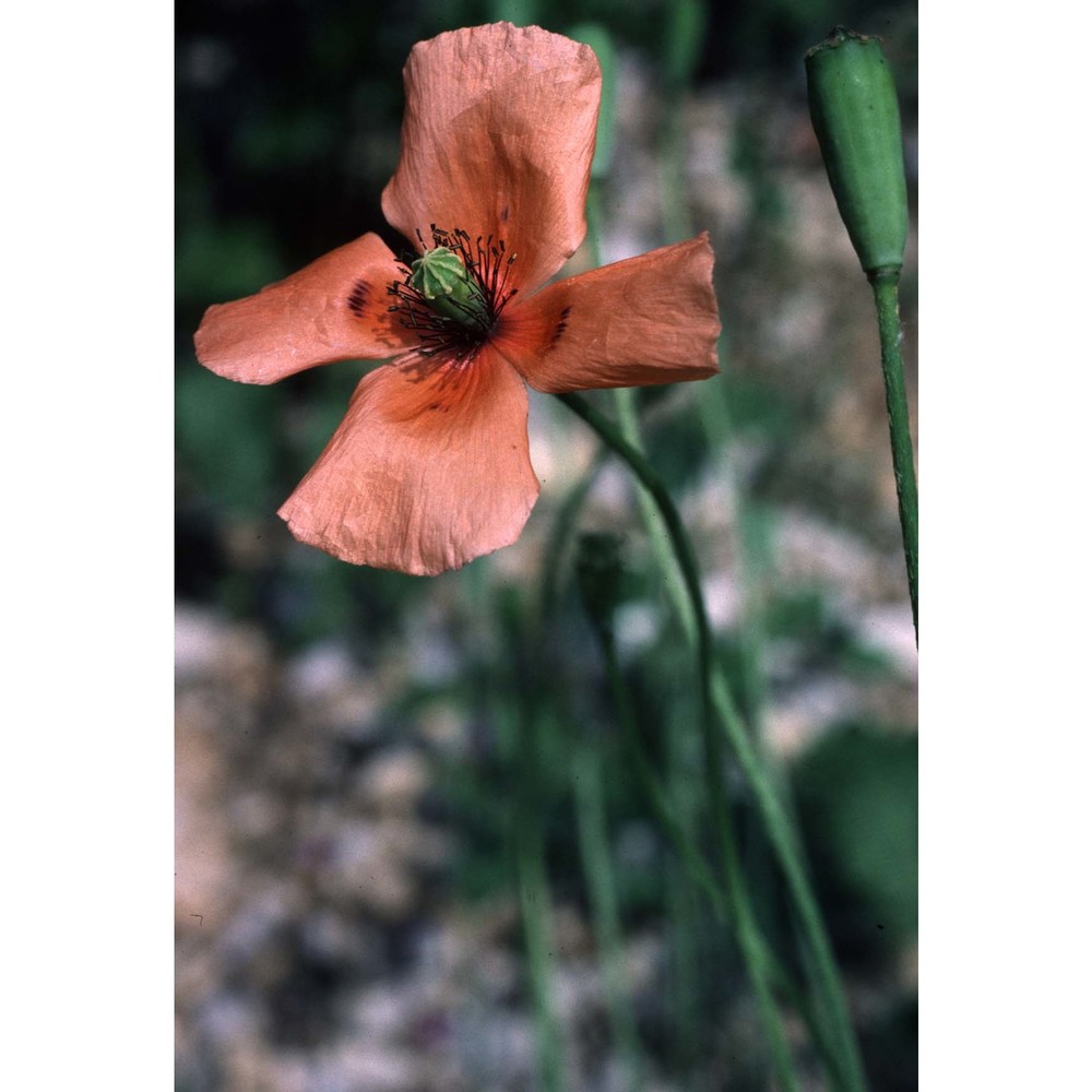 papaver dubium l.