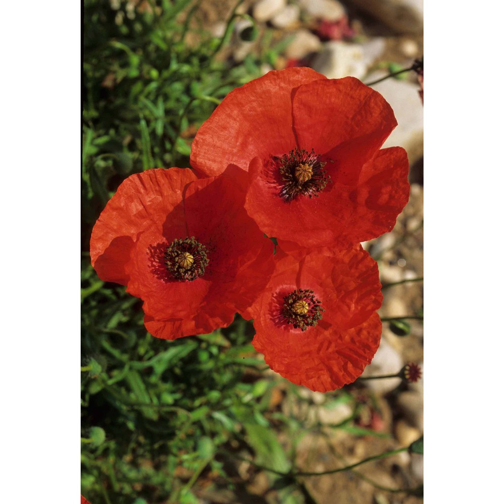 papaver dubium l.