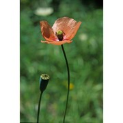 papaver dubium l.