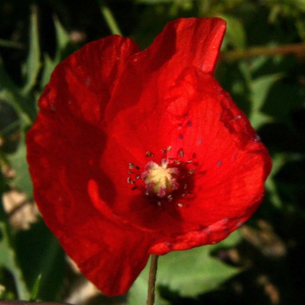 papaver dubium l.