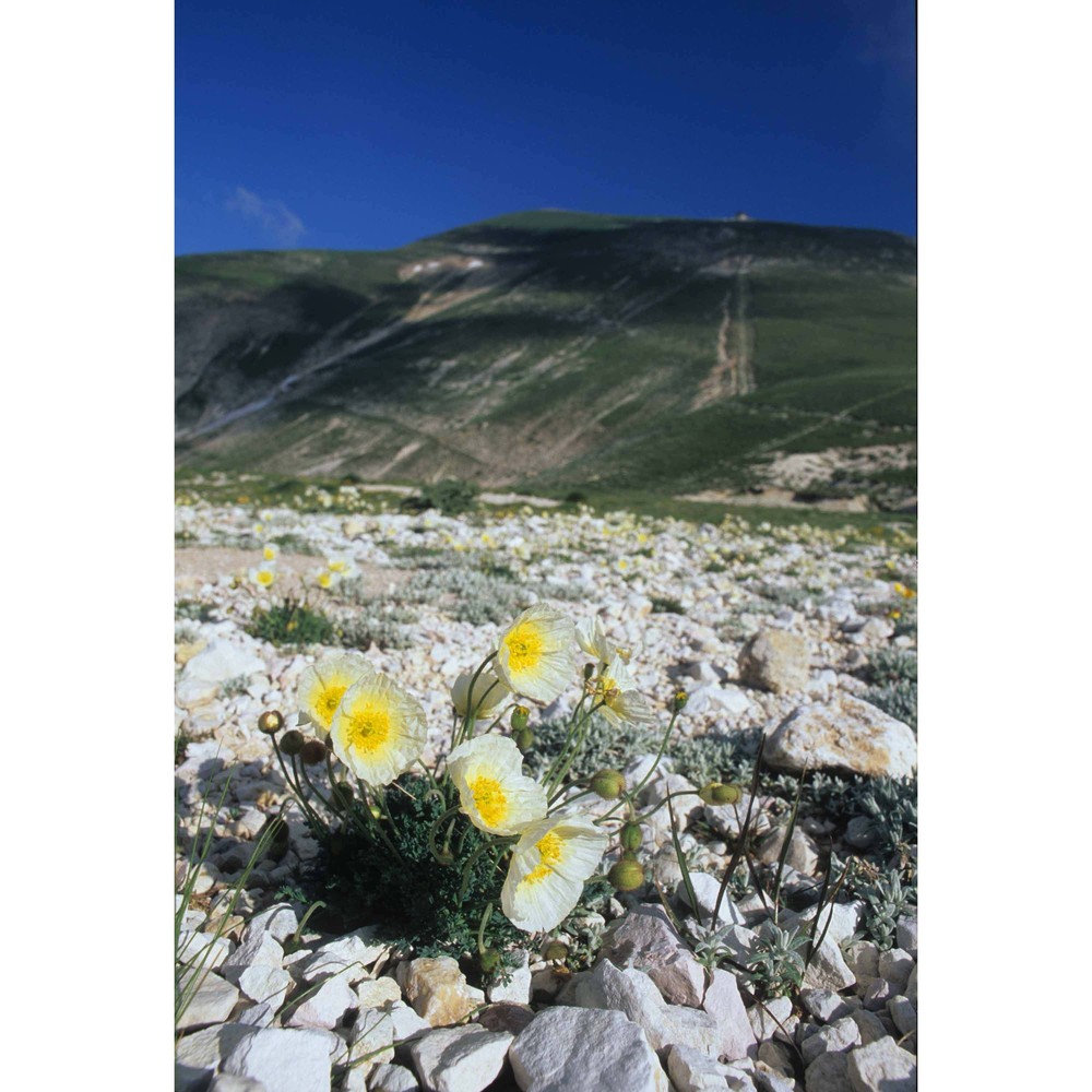 papaver ernesti-mayeri (markgr.) wraber