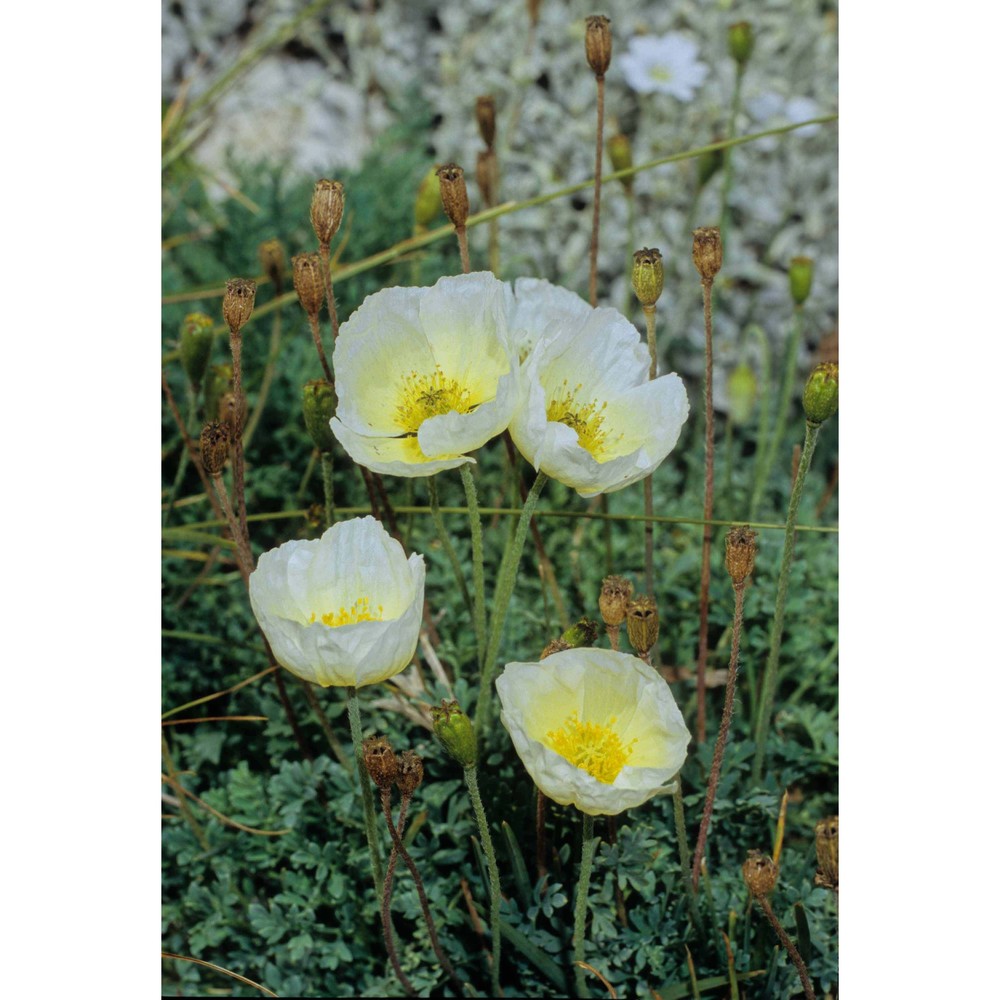 papaver ernesti-mayeri (markgr.) wraber