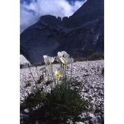 papaver ernesti-mayeri (markgr.) wraber