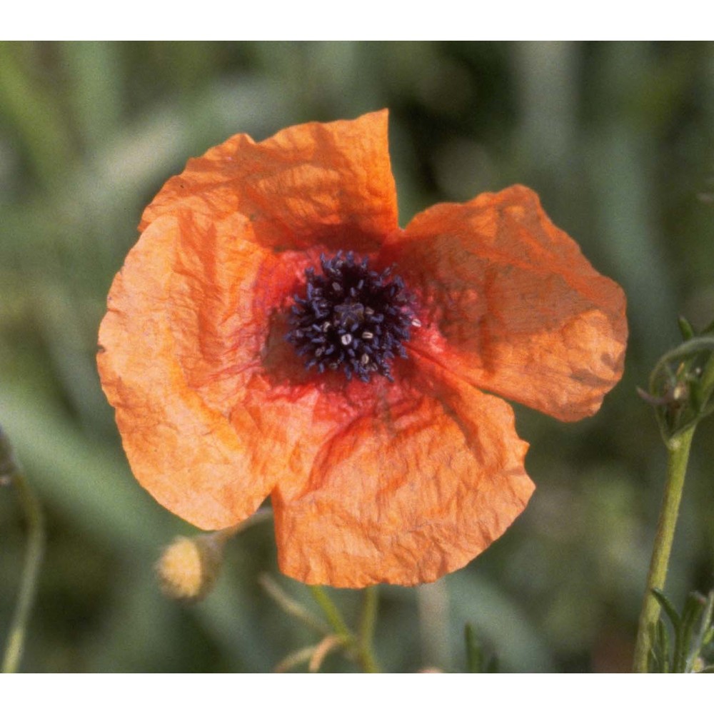 papaver hybridum l.