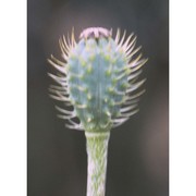 papaver hybridum l.