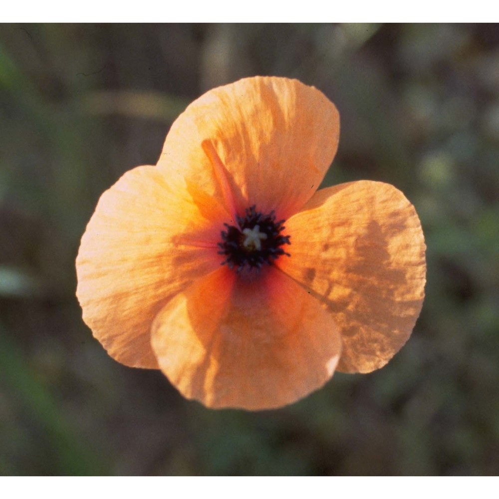 papaver hybridum l.