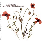 papaver hybridum l.