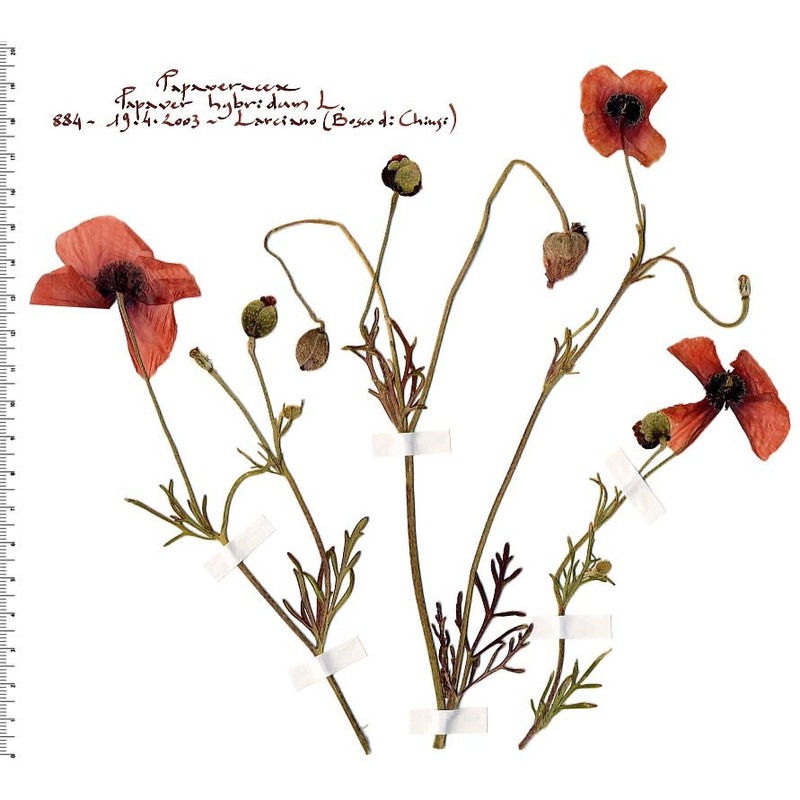 papaver hybridum l.