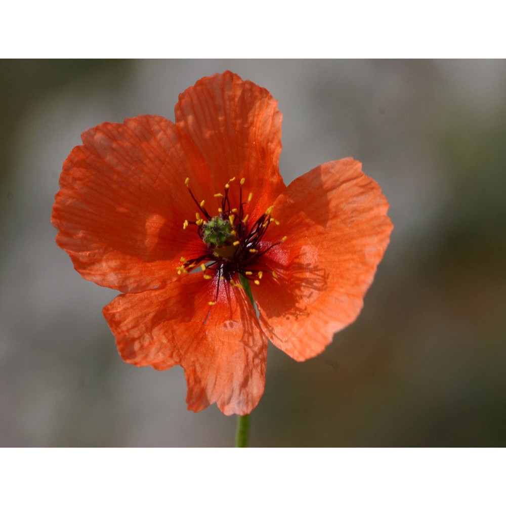 papaver pinnatifidum moris