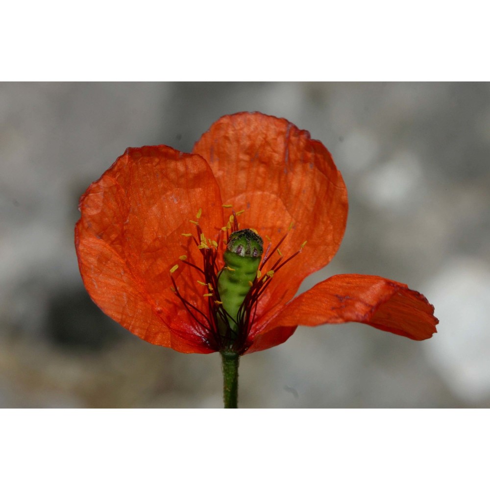 papaver pinnatifidum moris