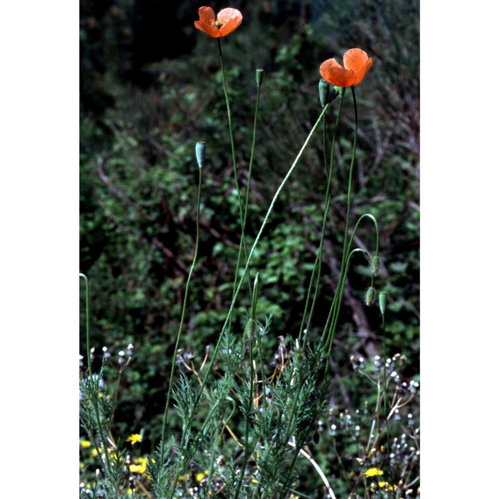 papaver pinnatifidum moris