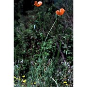 papaver pinnatifidum moris