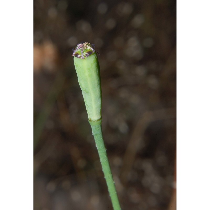 papaver pinnatifidum moris