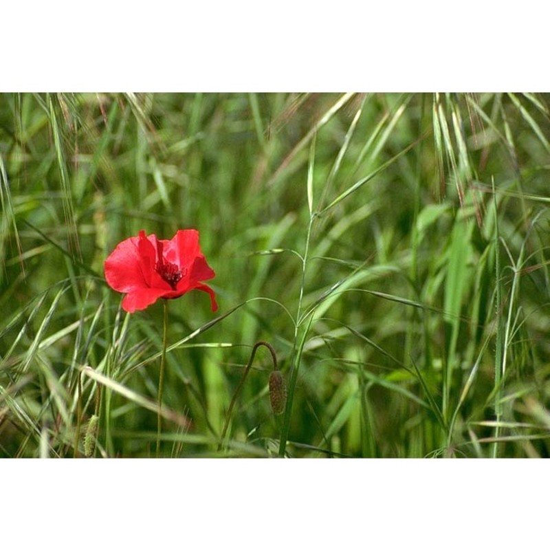 papaver rhoeas l.