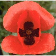 papaver rhoeas l.