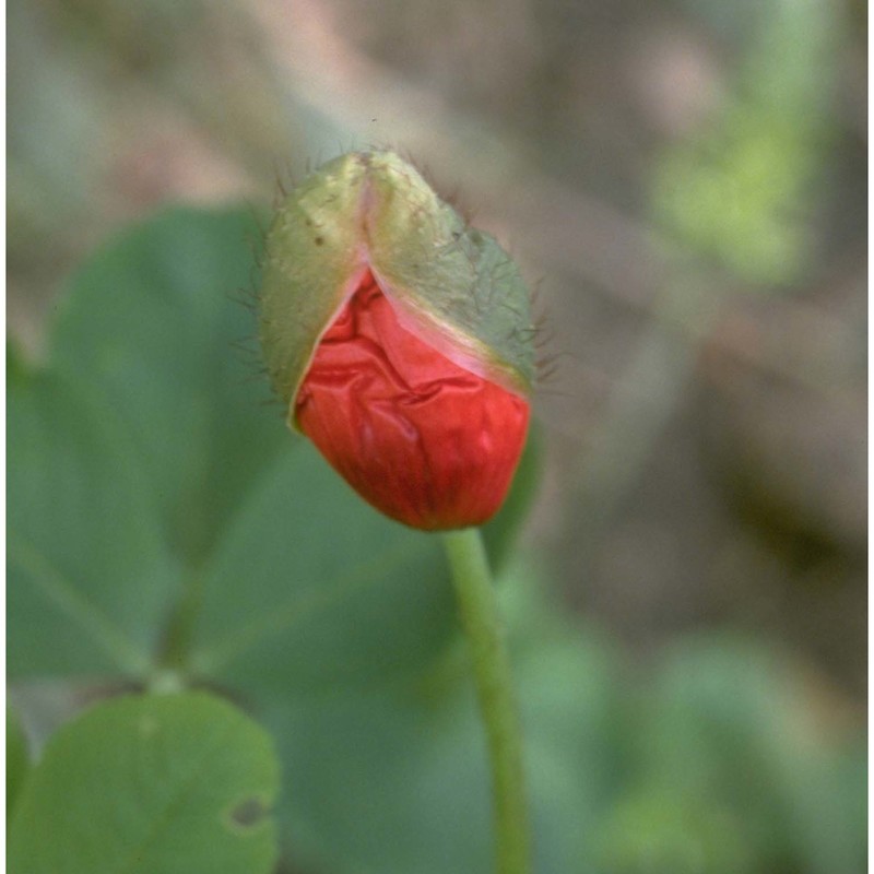 papaver rhoeas l.