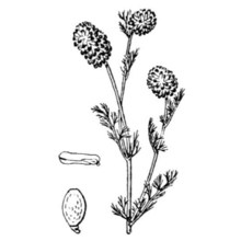 platycapnos spicatus (l.) bernh.