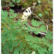 pseudofumaria alba (mill.) lidén