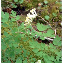 pseudofumaria alba (mill.) lidén