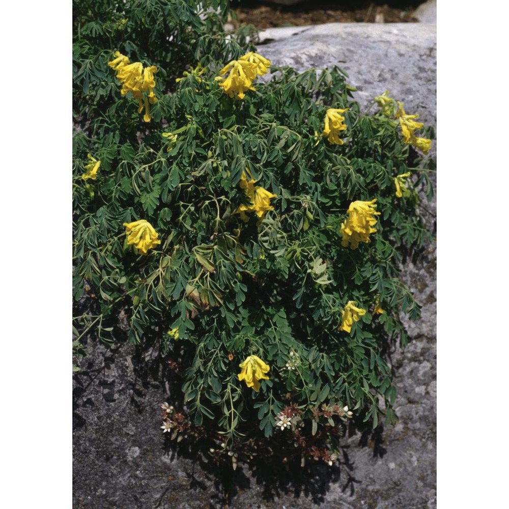 pseudofumaria lutea (l.) borkh.