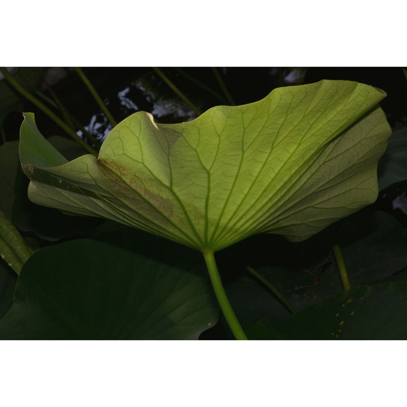 nelumbo nucifera gaertn.