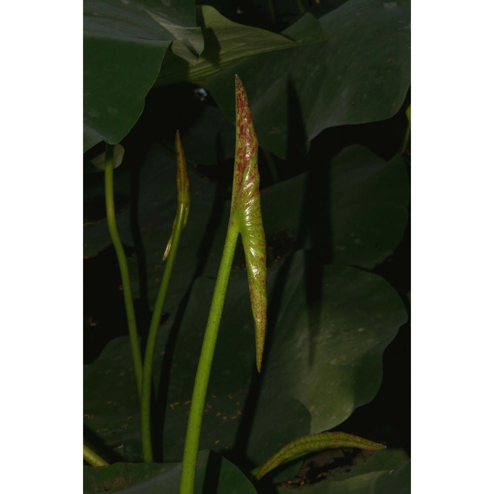 nelumbo nucifera gaertn.