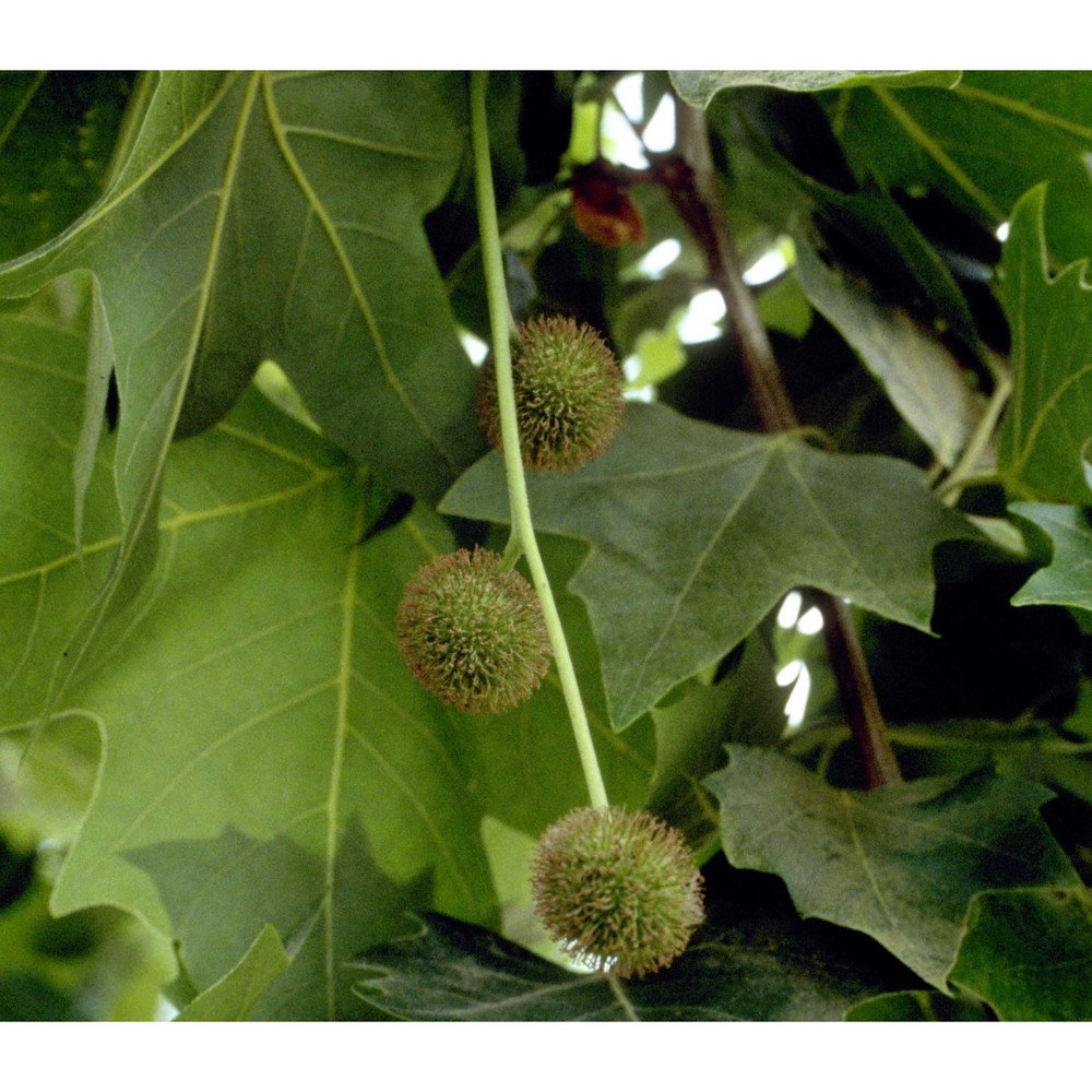 platanus hispanica mill. ex münchh.