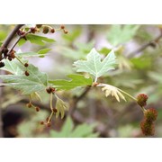 platanus orientalis l.