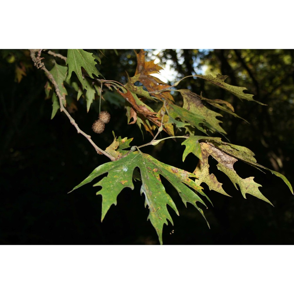 platanus orientalis l.