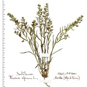 thesium alpinum l.