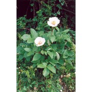 paeonia mascula (l.) mill.