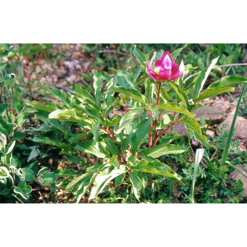 paeonia mascula (l.) mill.