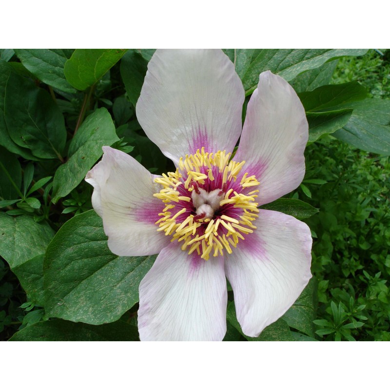 paeonia mascula (l.) mill.