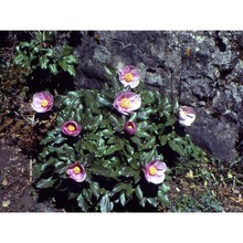 paeonia morisii cesca, bernardo et n. g. passal.