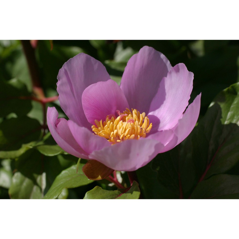 paeonia morisii cesca, bernardo et n. g. passal.