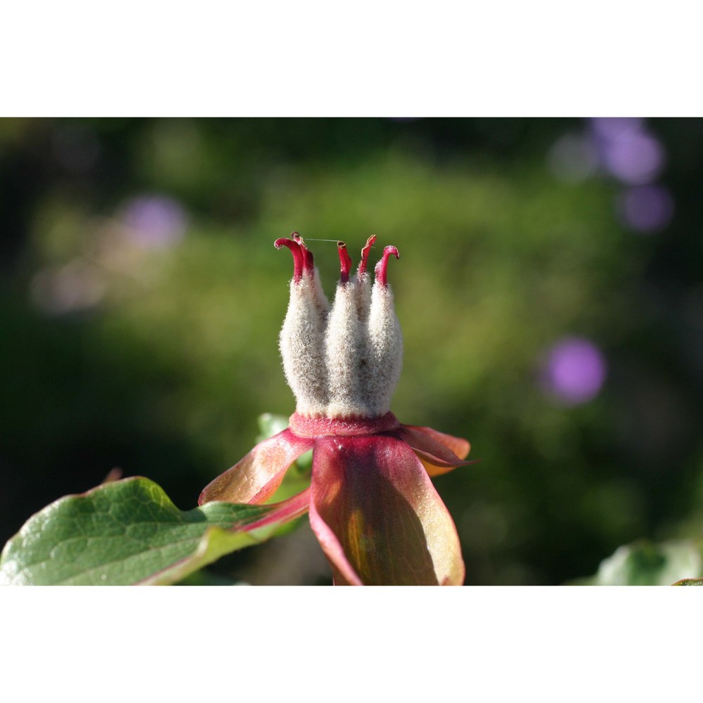 paeonia morisii cesca, bernardo et n. g. passal.