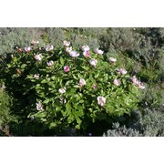 paeonia morisii cesca, bernardo et n. g. passal.