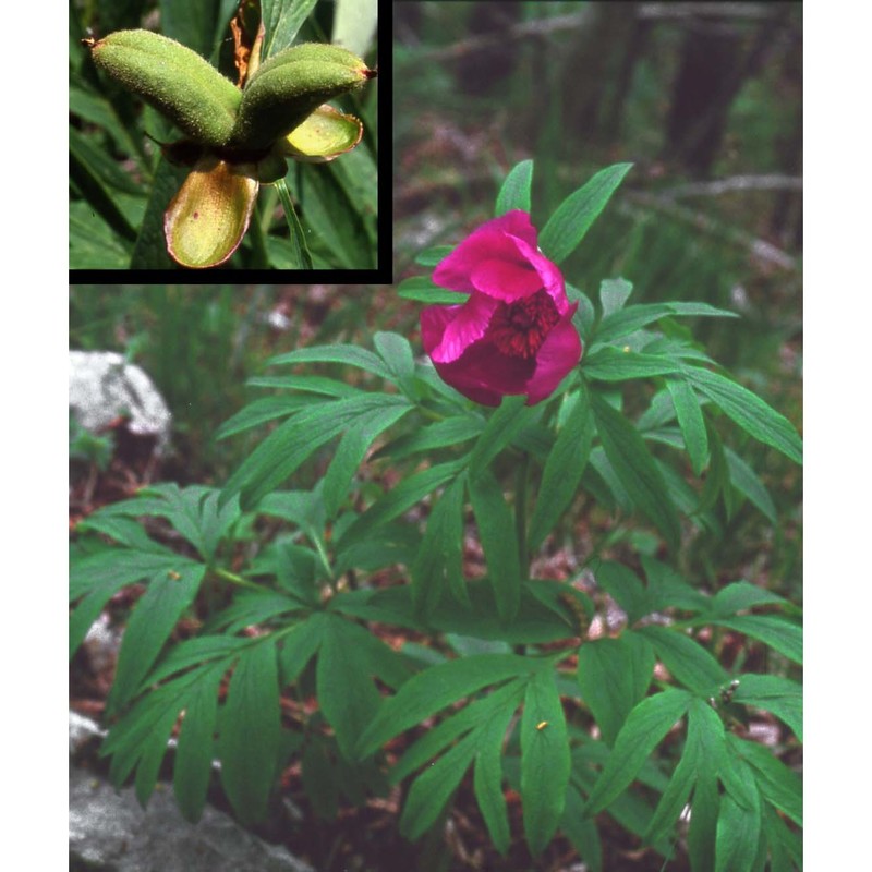 paeonia officinalis l.