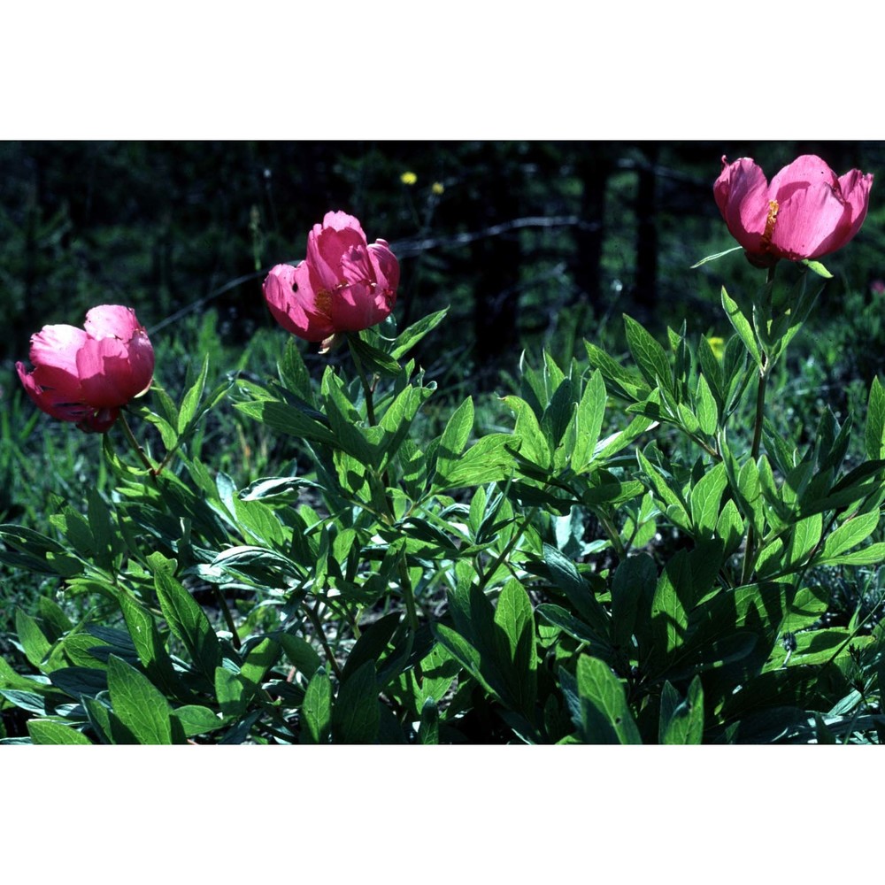 paeonia officinalis l.