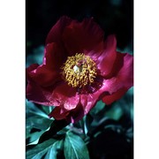 paeonia officinalis l.