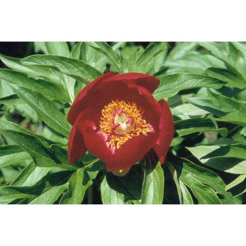 paeonia peregrina mill.