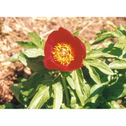 paeonia peregrina mill.