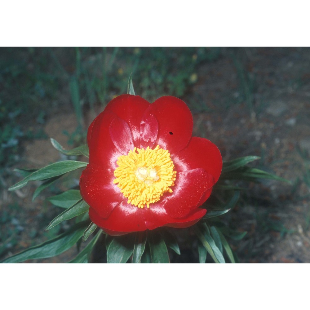 paeonia peregrina mill.