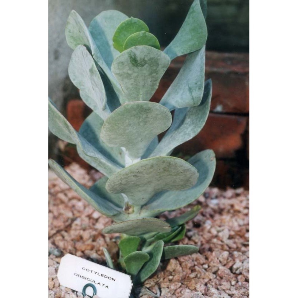 cotyledon orbiculata l.