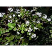 crassula ovata (mill.) druce