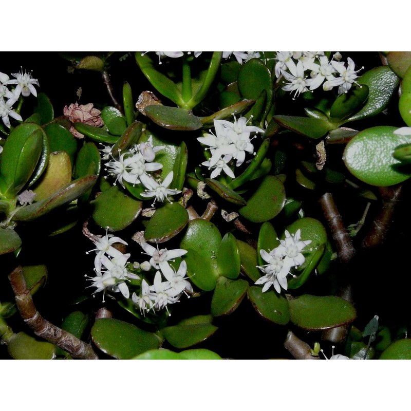 crassula ovata (mill.) druce